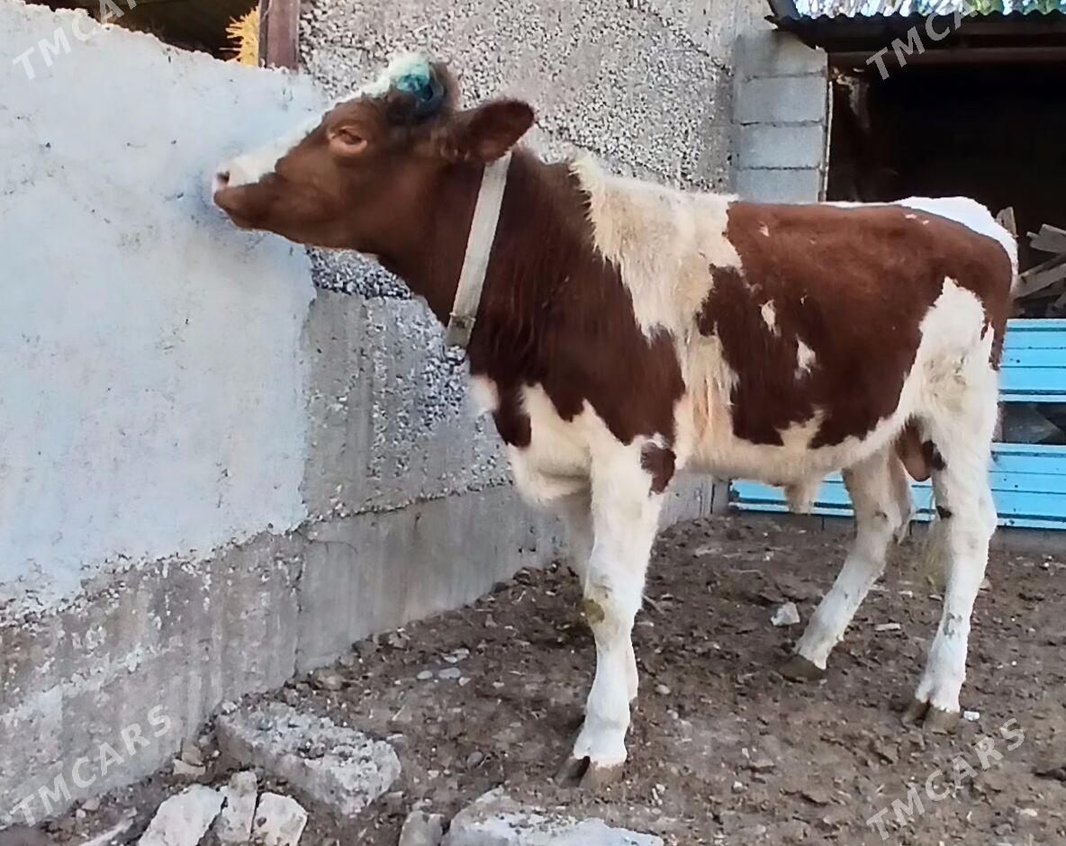 ÖKÜZ AÝŞIR - Herrikgala - img 3