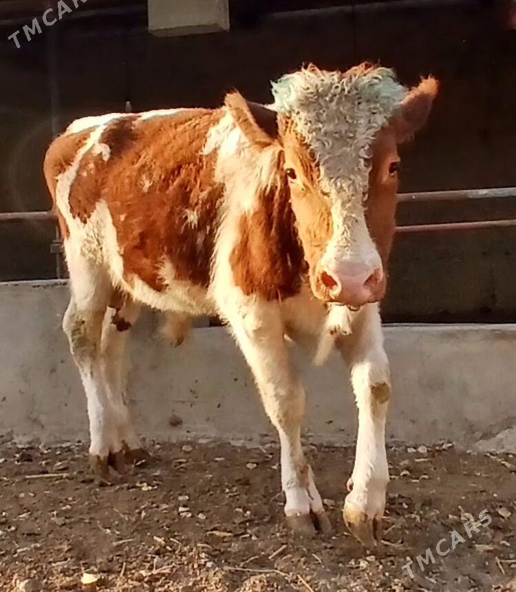 ÖKÜZ AÝŞIR - Herrikgala - img 4