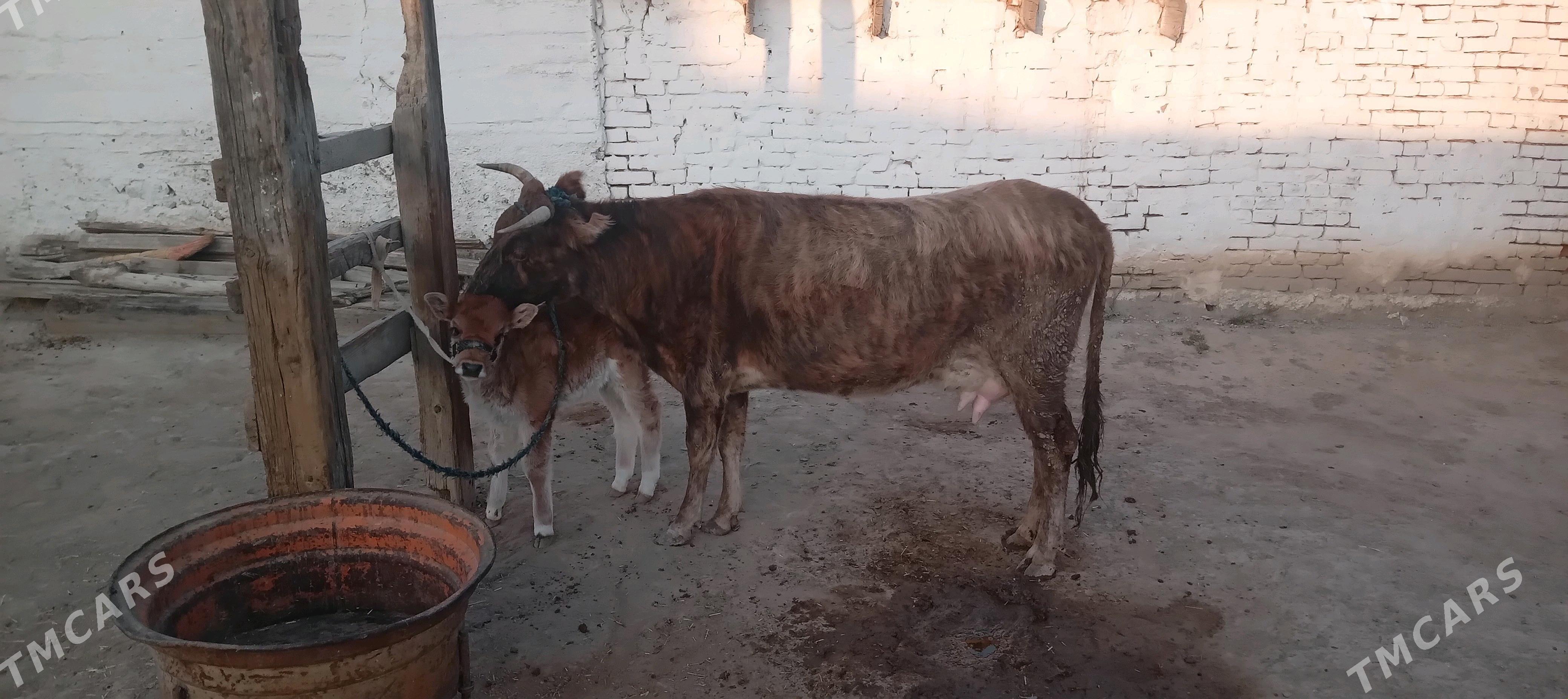 Göleli sygyr - Bereket - img 4