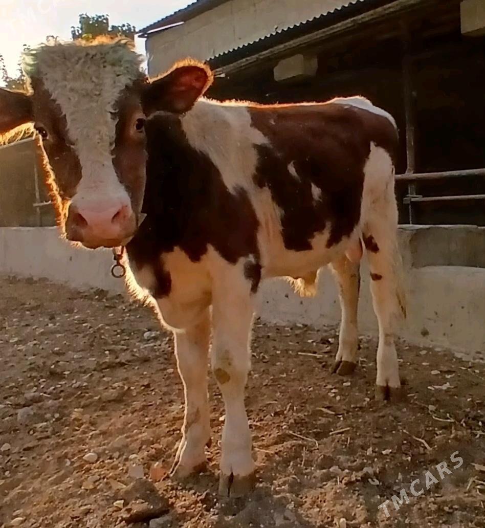 ÖKÜZ AÝŞIR - Herrikgala - img 2