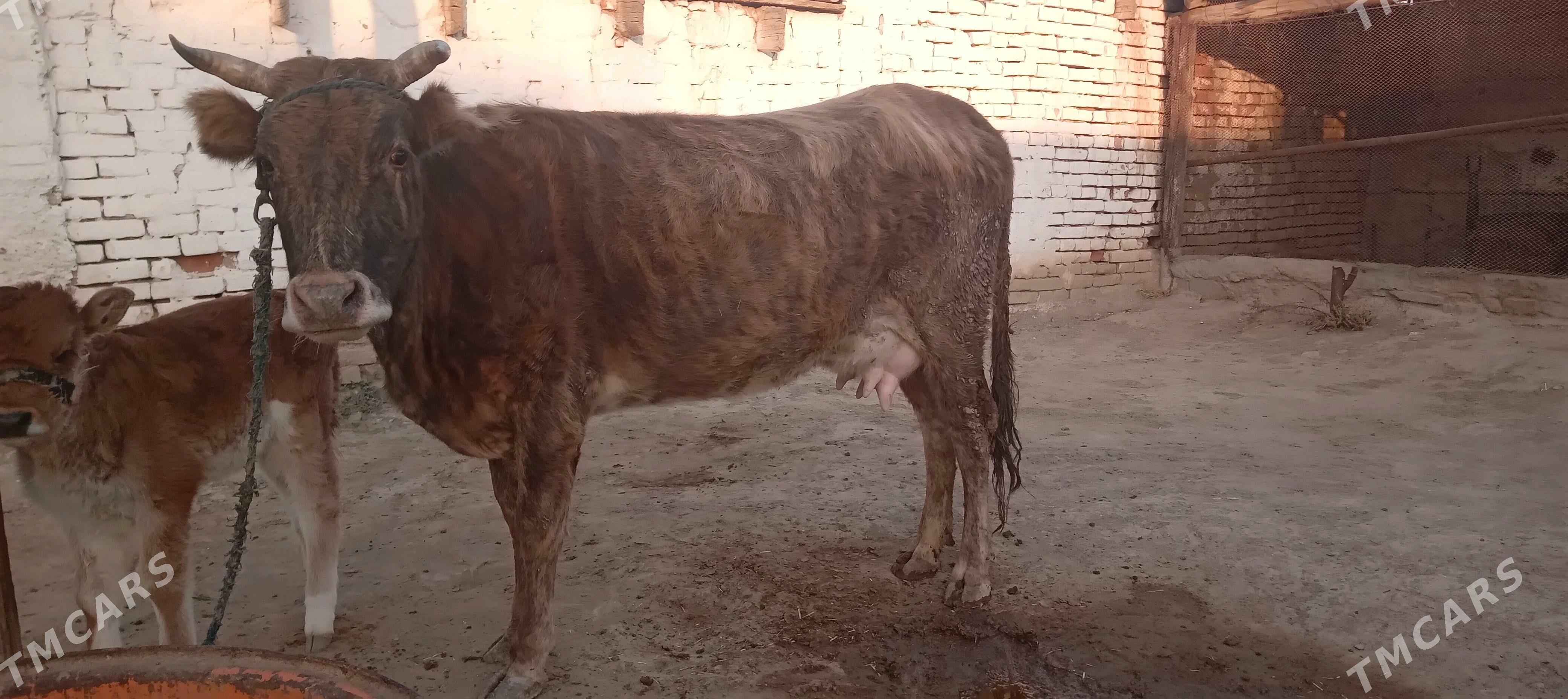 Göleli sygyr - Bereket - img 2