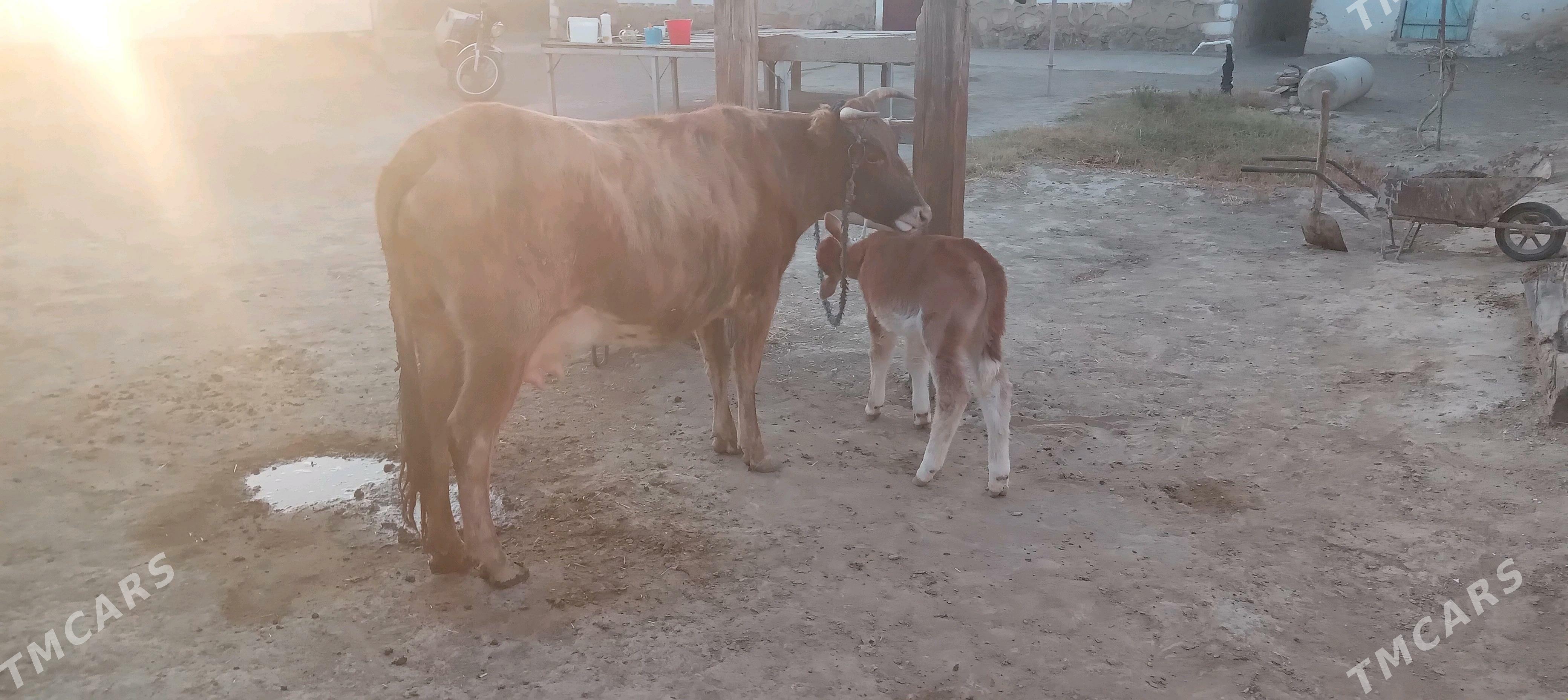 Göleli sygyr - Bereket - img 3