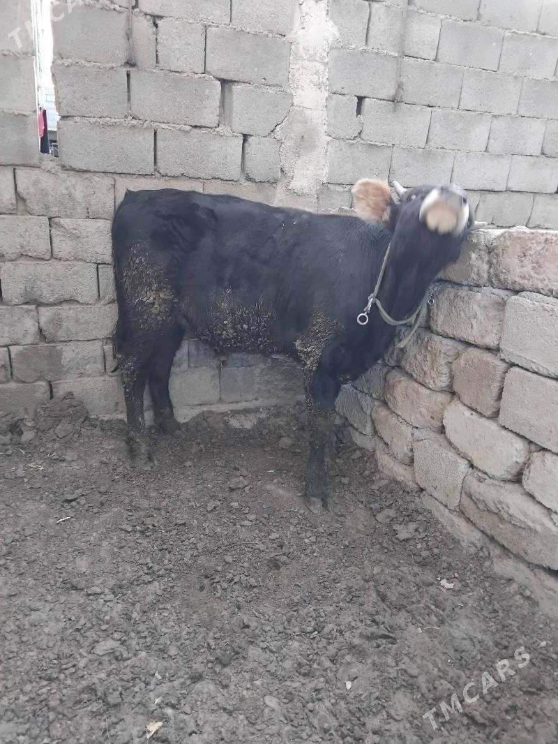 öküz - Анев - img 4