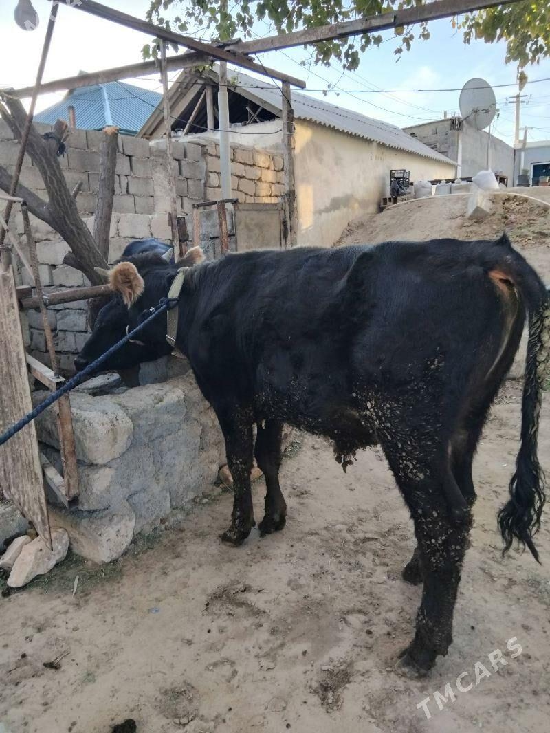 öküz - Анев - img 3