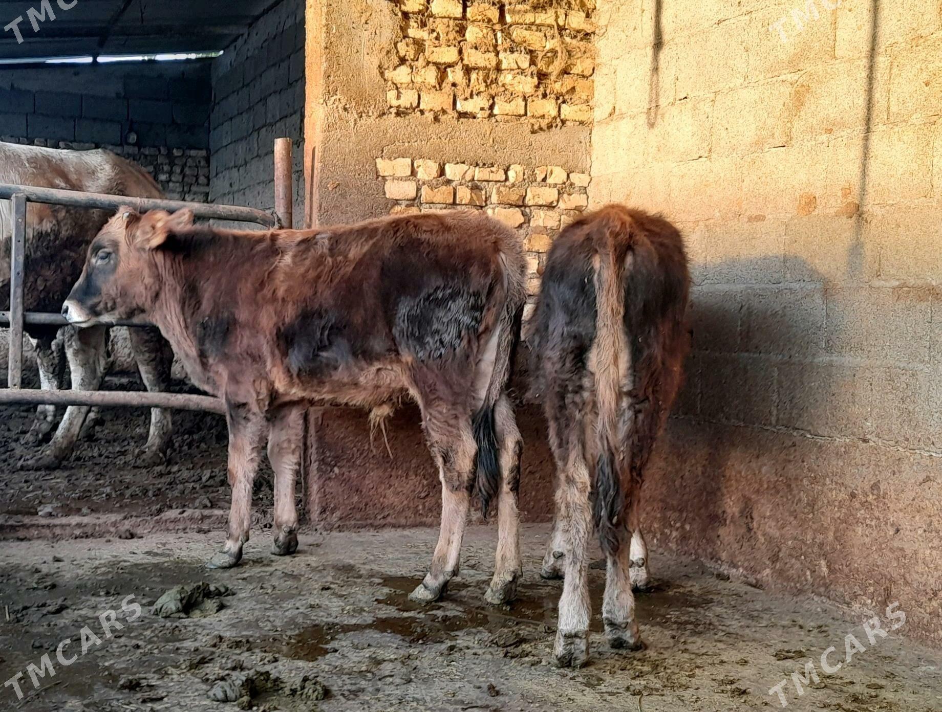 Öküz - Garadamak - img 2