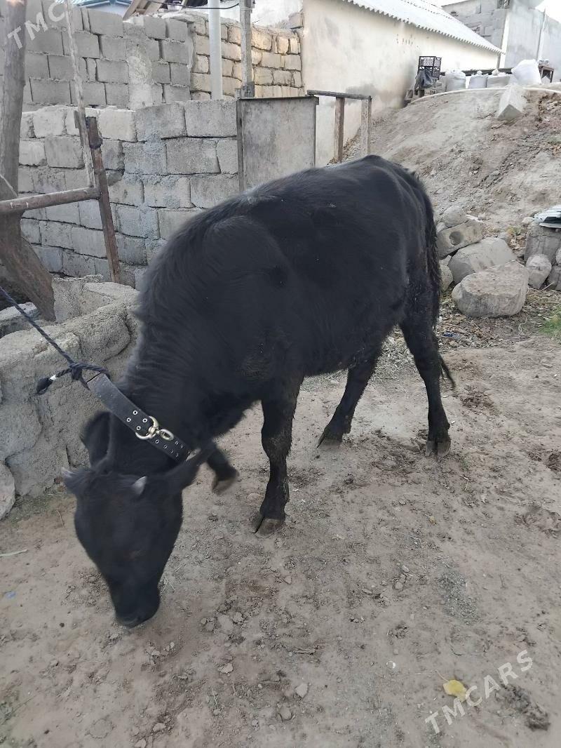 tüwe - Анев - img 3