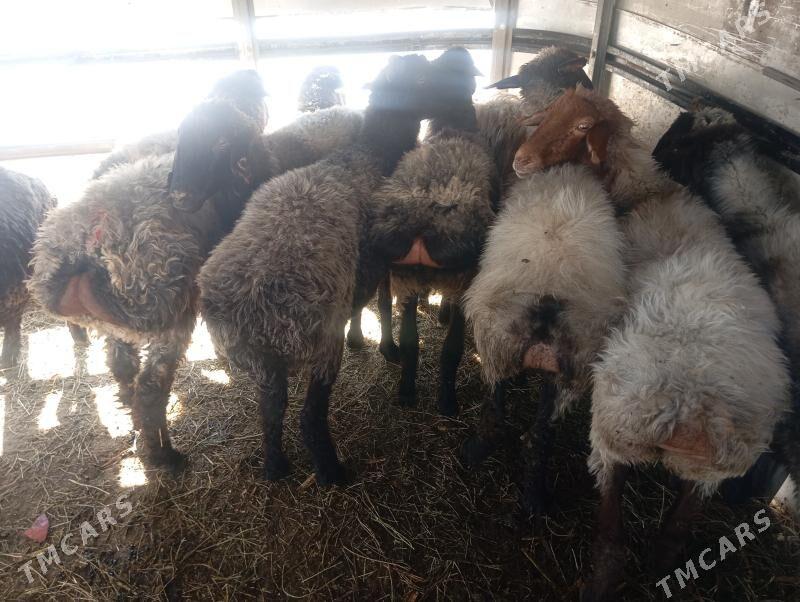 garakol issek goyun tokly - Aşgabat - img 4