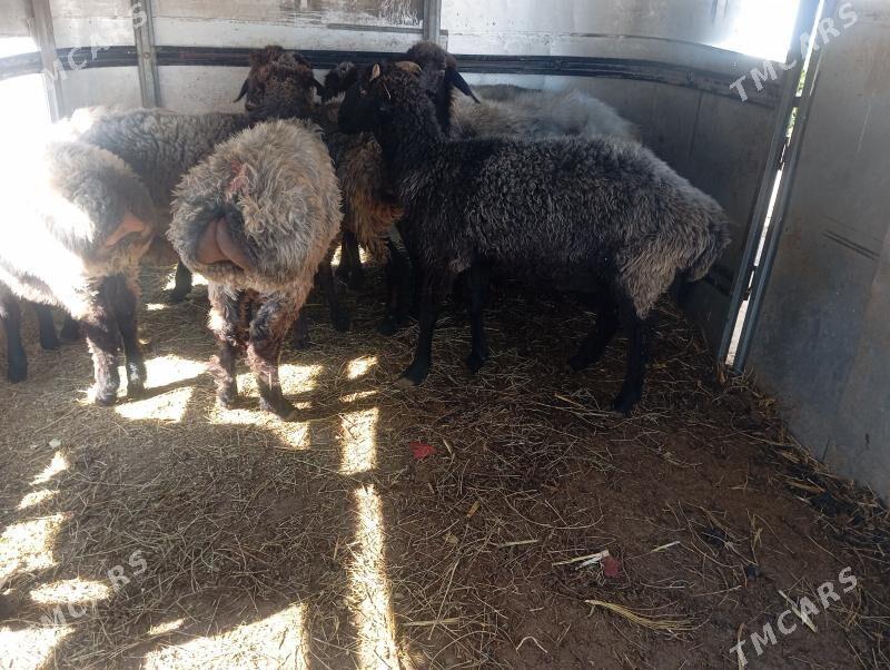 garakol issek goyun tokly - Aşgabat - img 9