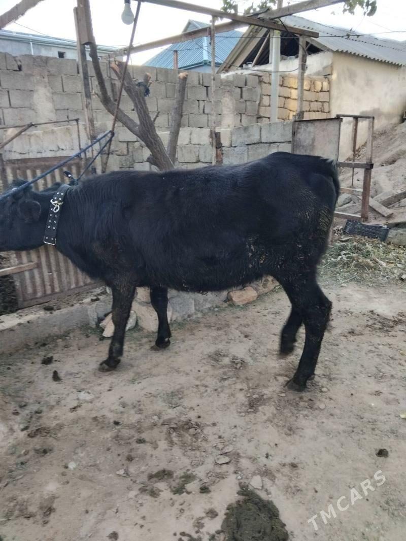 tüwe - Анев - img 4