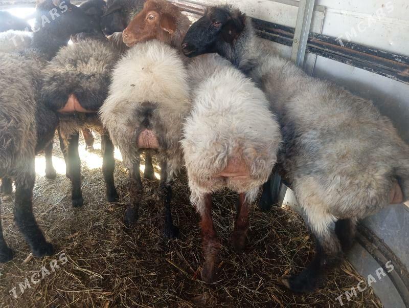 garakol issek goyun tokly - Aşgabat - img 5