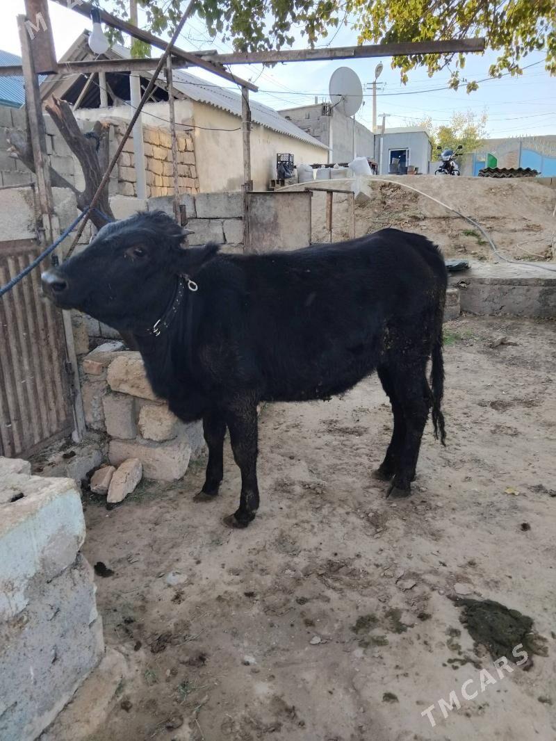 tüwe - Анев - img 2