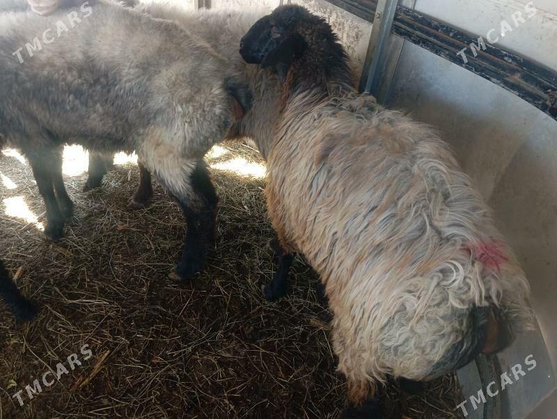 garakol issek goyun tokly - Aşgabat - img 8