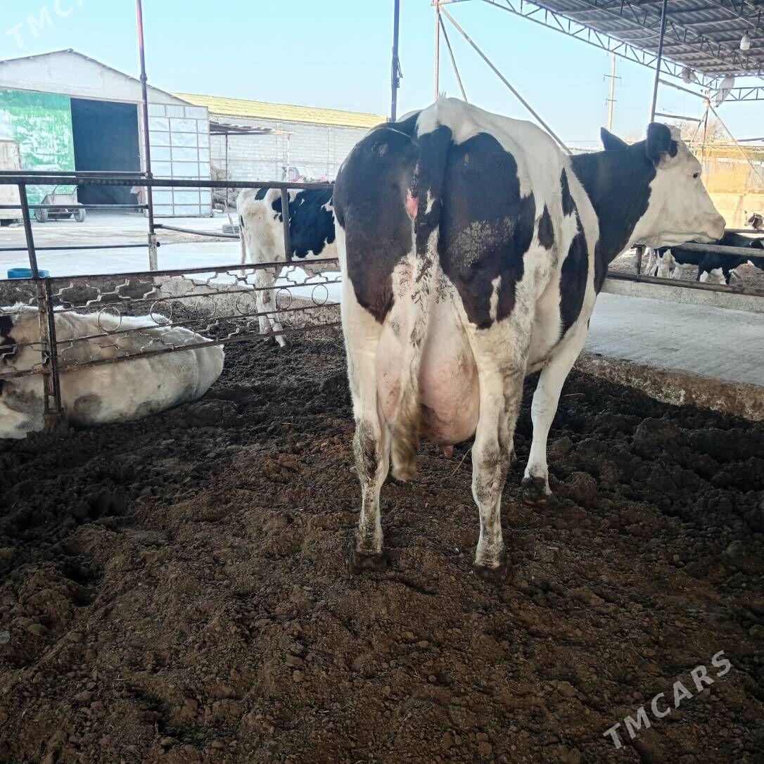 sigir - Ашхабад - img 3