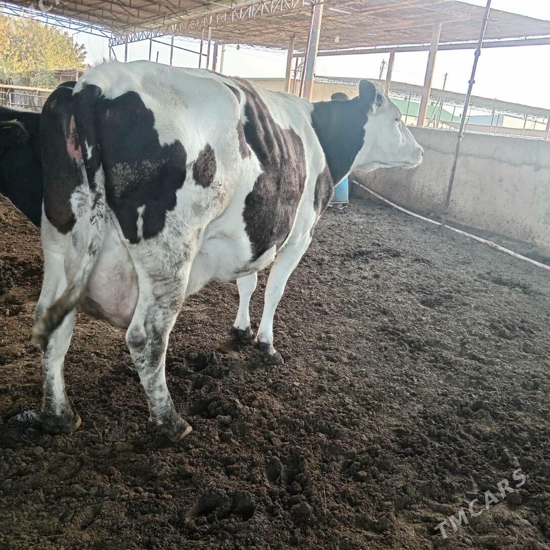 sigir - Ашхабад - img 2