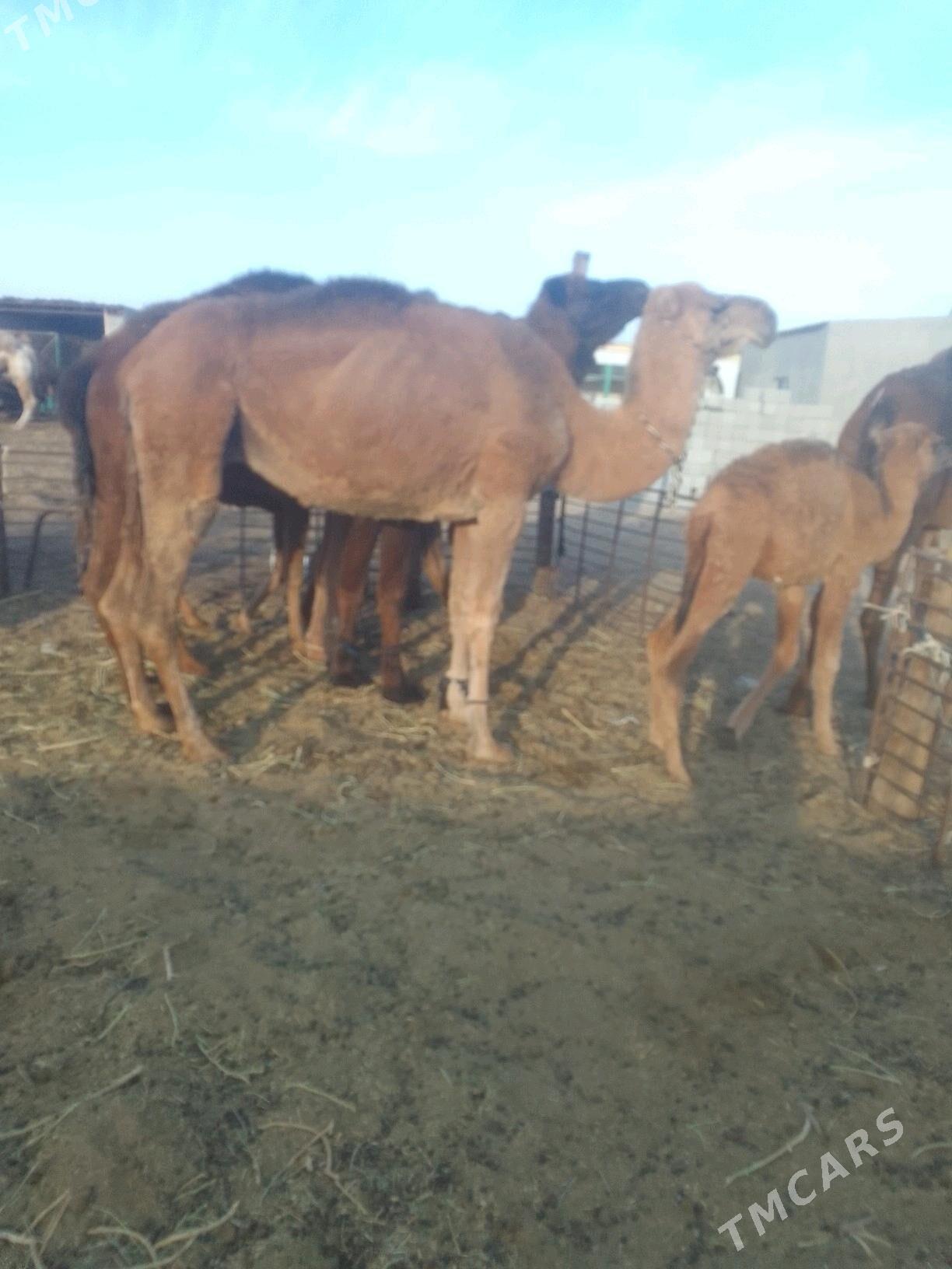 Torumly duýe - Гёкдепе - img 4