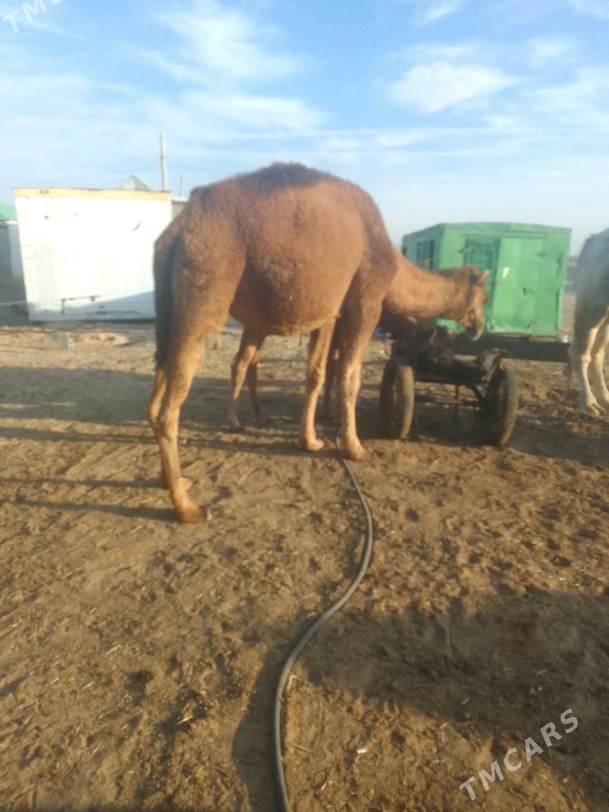 Torumly duýe - Гёкдепе - img 3