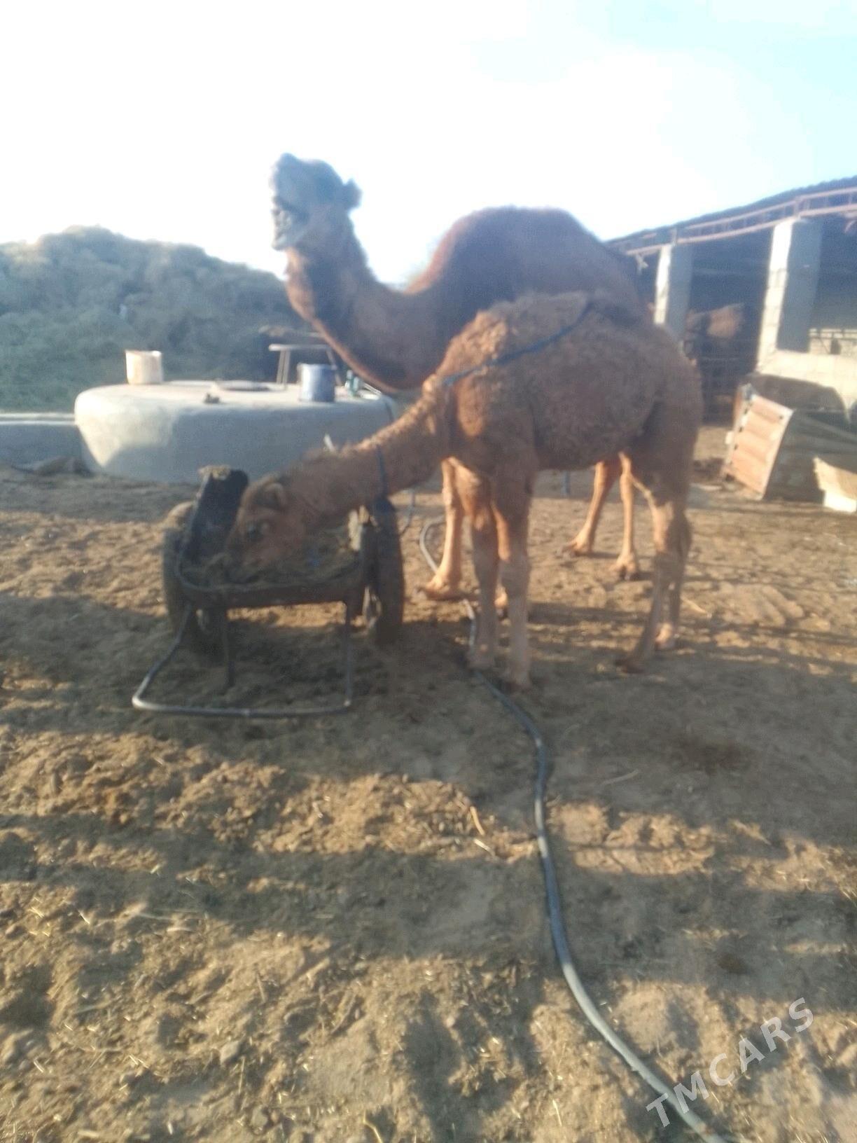 Torumly duýe - Гёкдепе - img 2