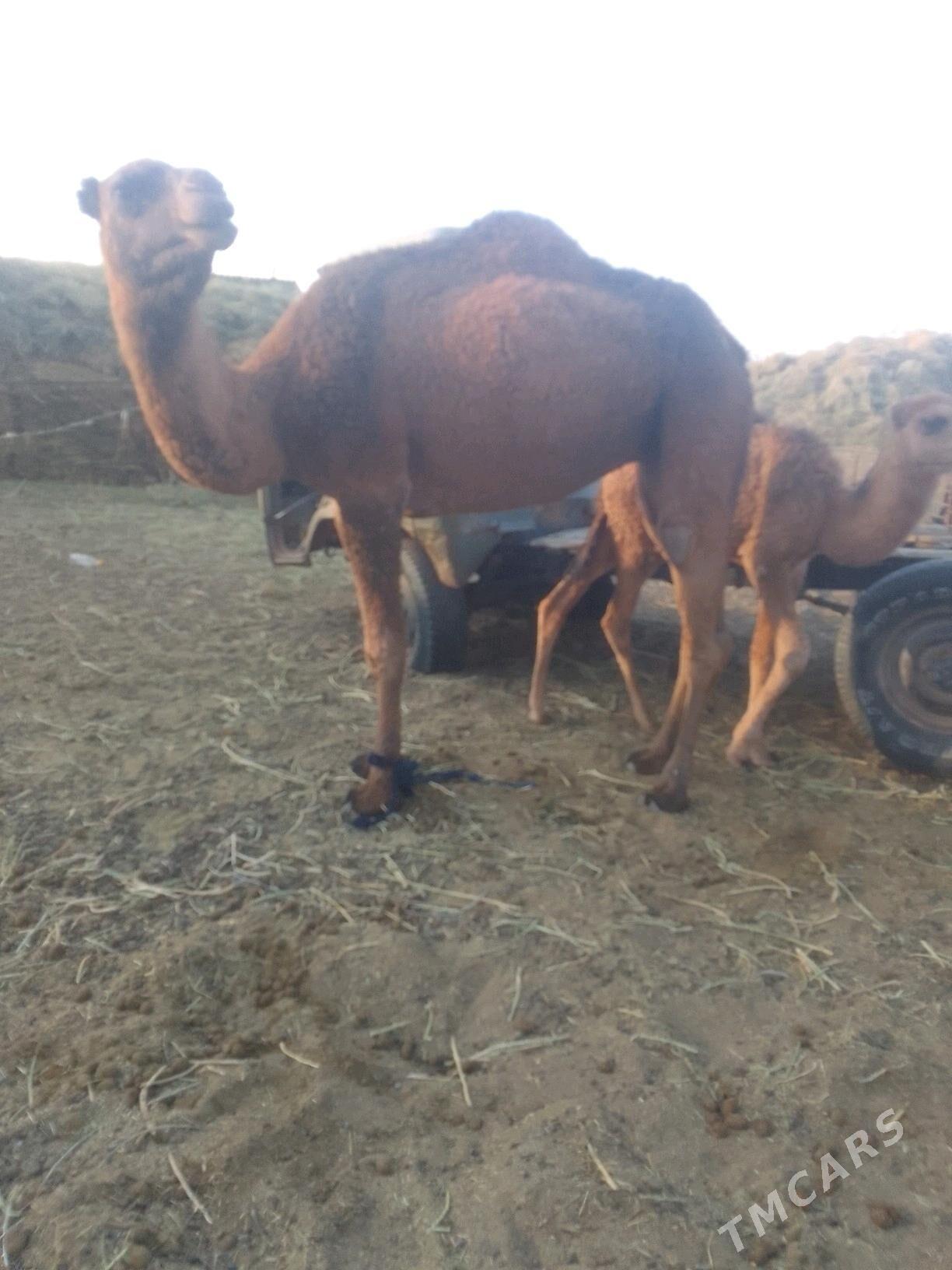 Torumly duýe - Гёкдепе - img 6