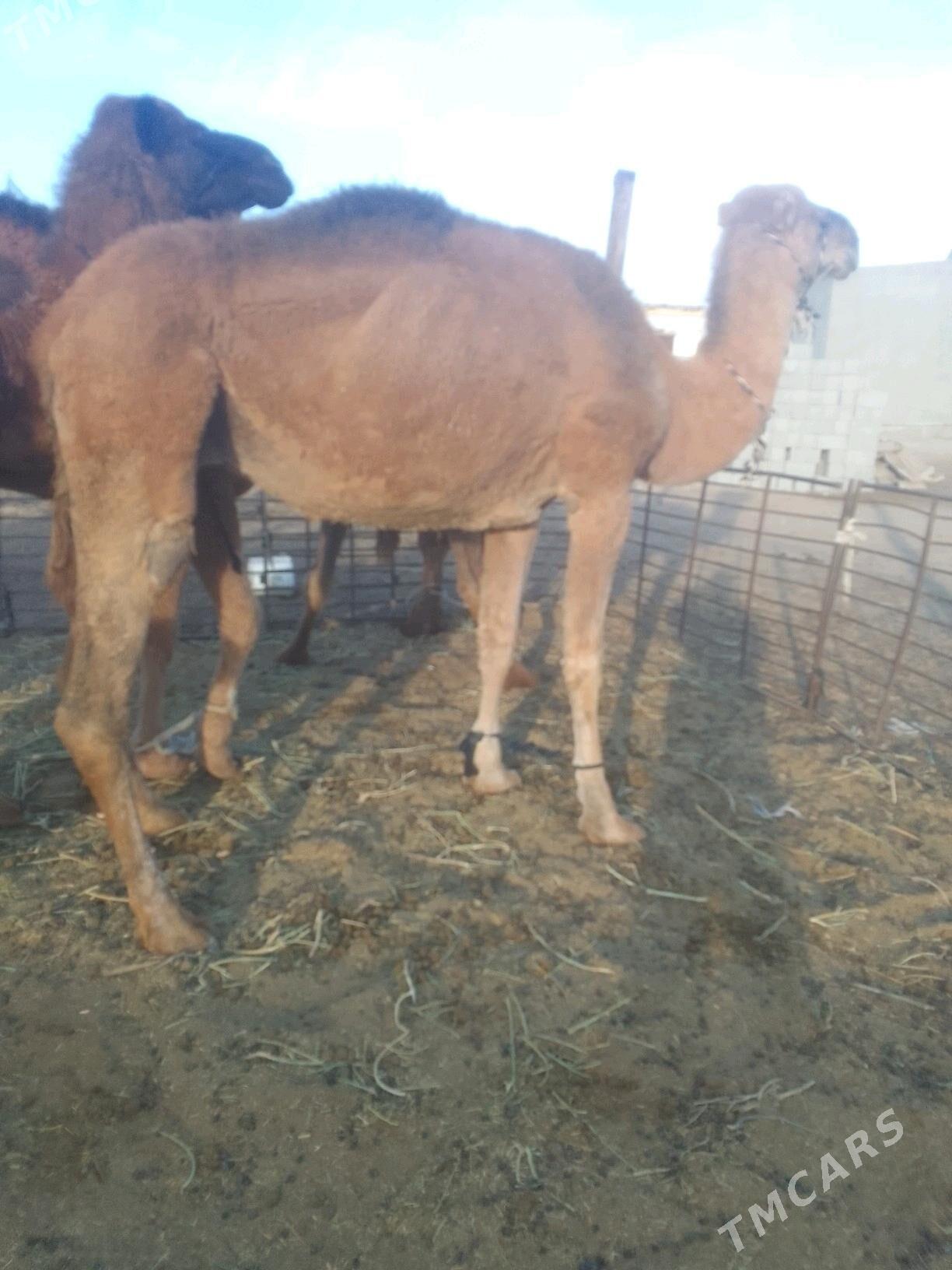 Torumly duýe - Гёкдепе - img 5