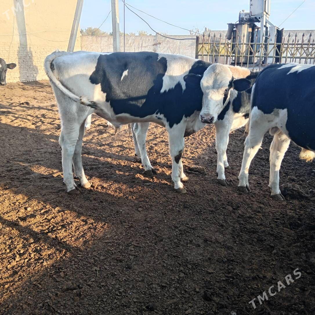 okuz - Aşgabat - img 2