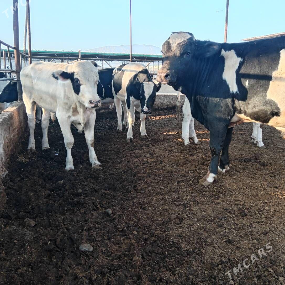 okuz - Aşgabat - img 3