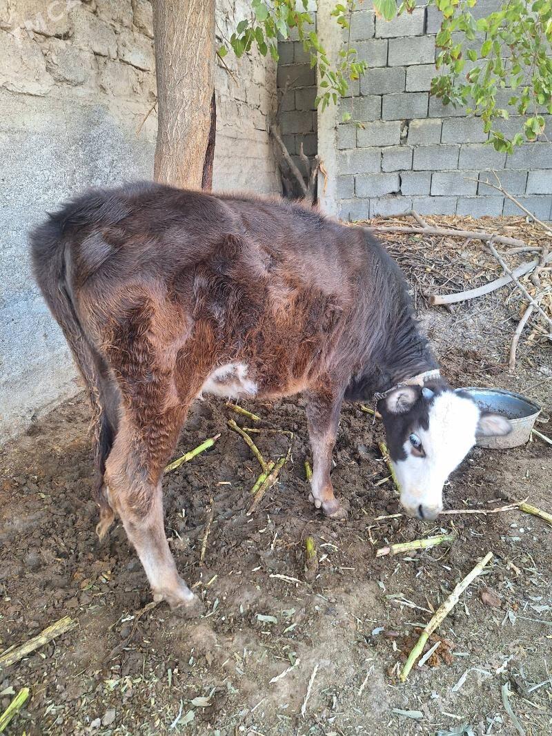 Tüwe göle - Aşgabat - img 2