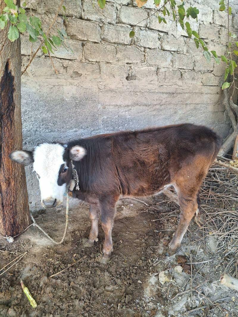 Tüwe göle - Aşgabat - img 3