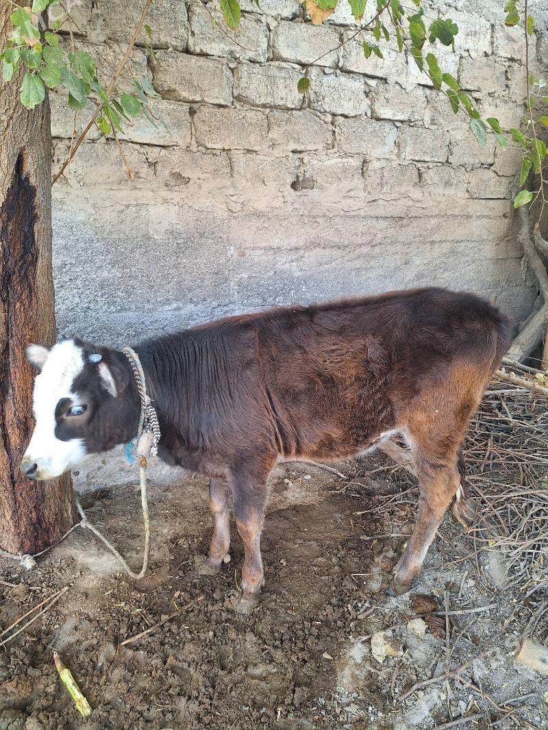 Tüwe göle - Aşgabat - img 5