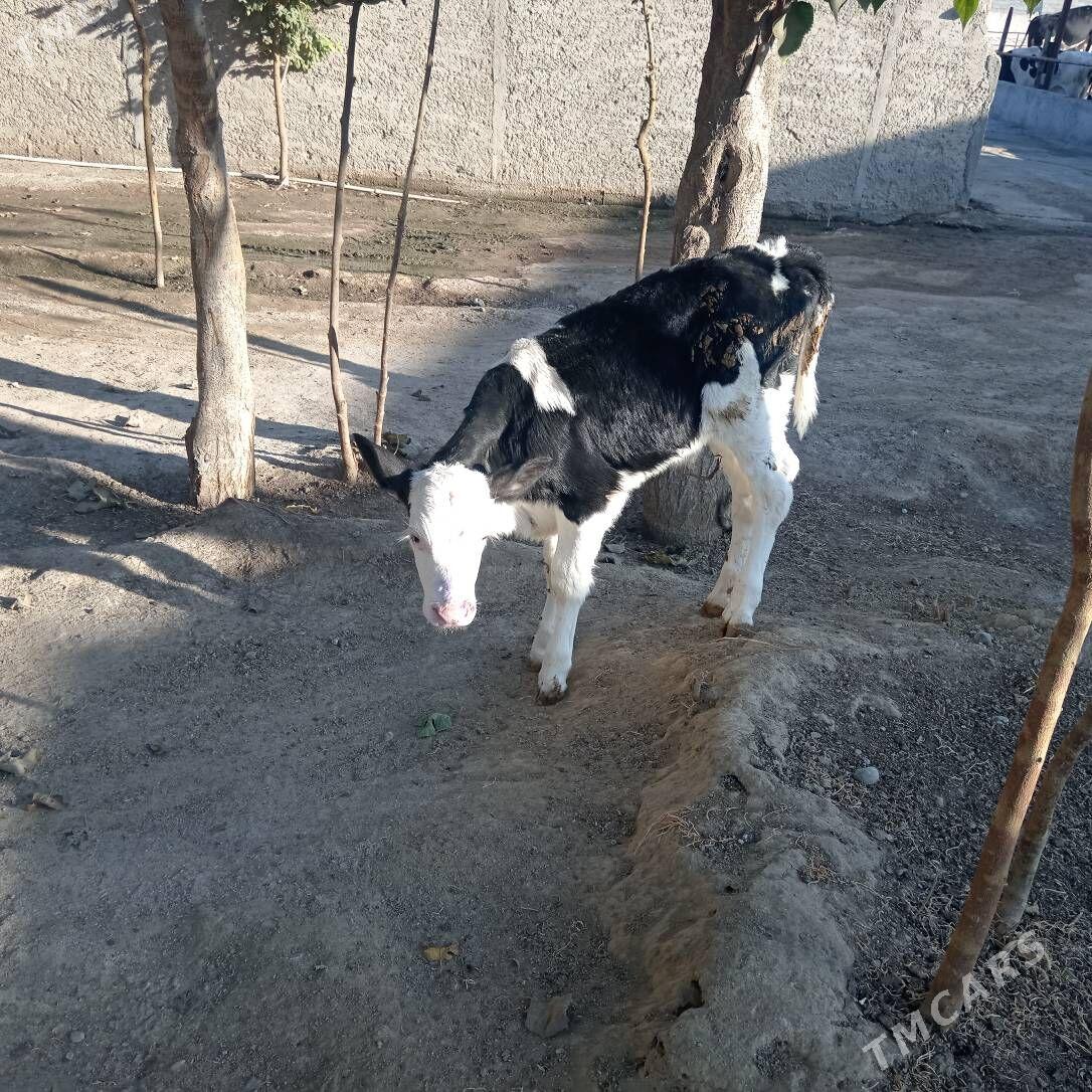 tüwe - Ашхабад - img 2