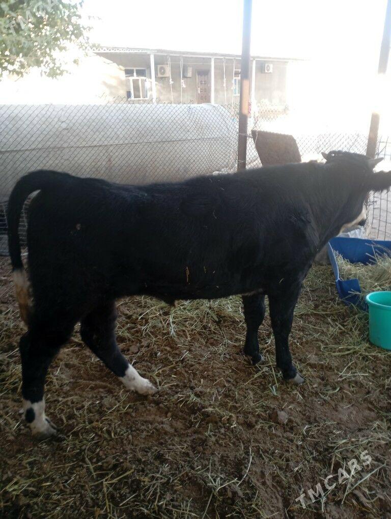 okiz. - Чоганлы - img 3