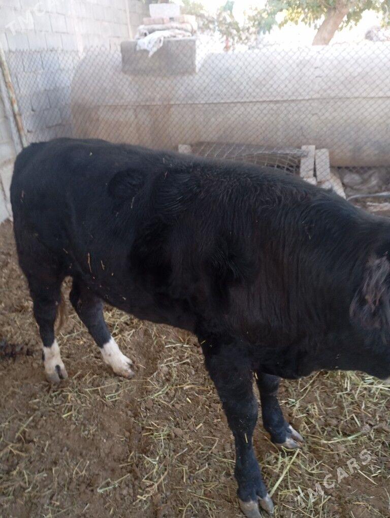 okiz. - Чоганлы - img 5