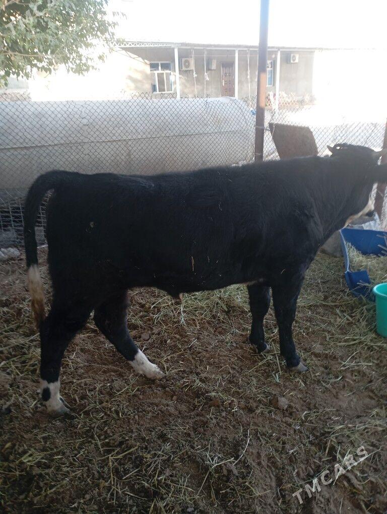 okiz. - Чоганлы - img 2