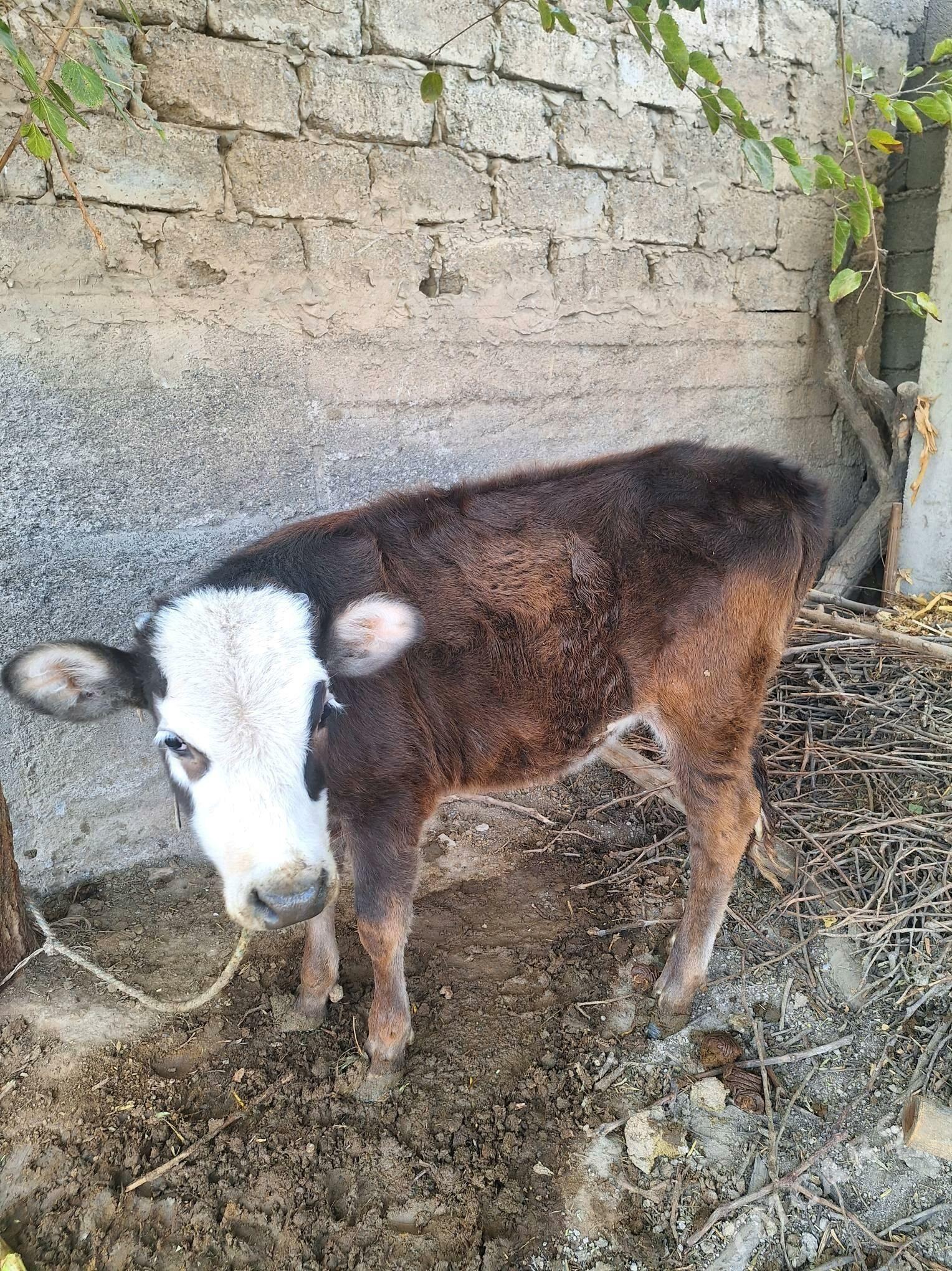 Tüwe göle - Aşgabat - img 4