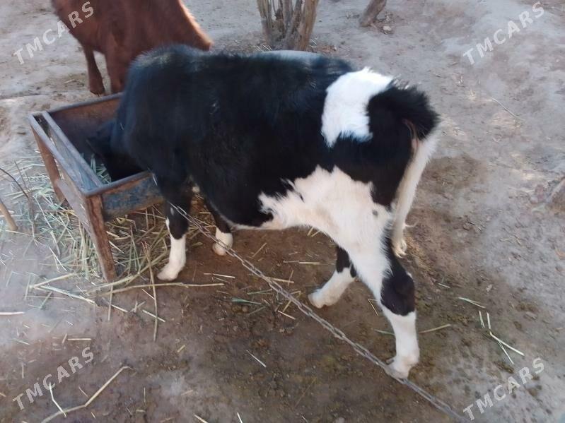 göle - Köşi - img 4