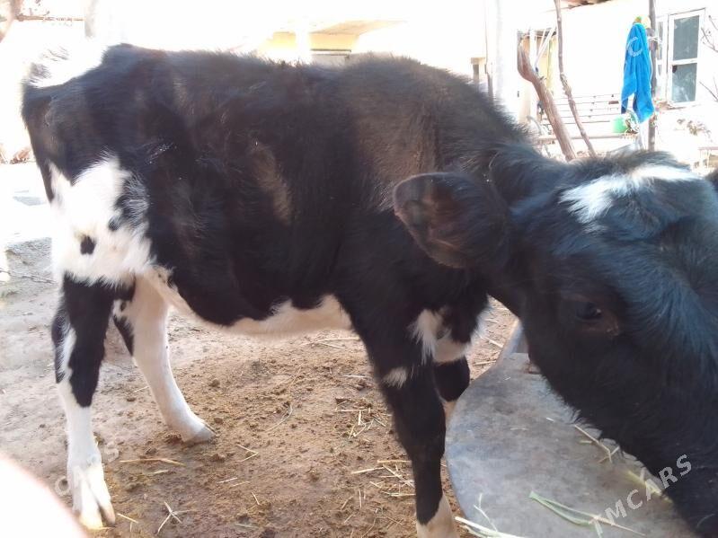 göle - Köşi - img 9