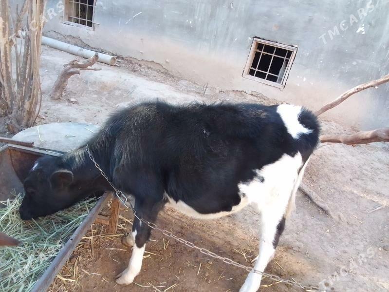 göle - Köşi - img 8