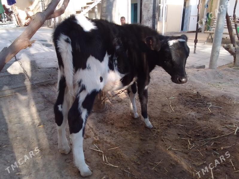 göle - Köşi - img 2