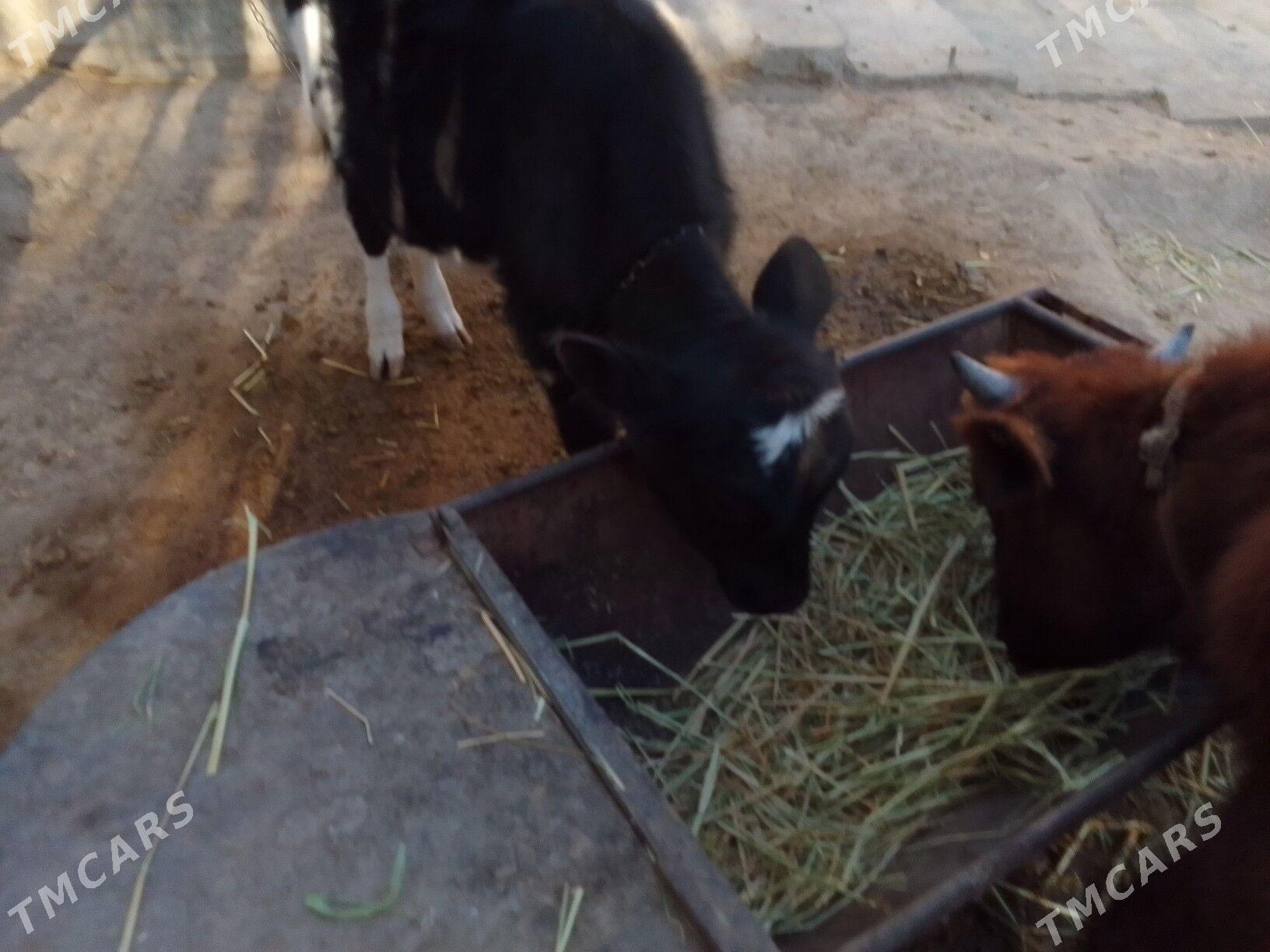 göle - Köşi - img 6