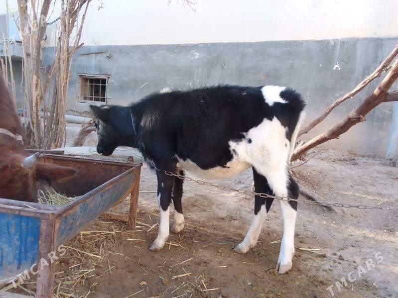 göle - Köşi - img 3