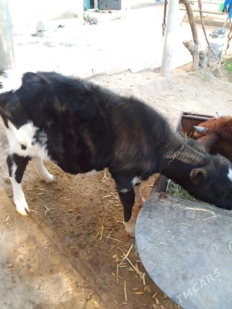 göle - Köşi - img 10