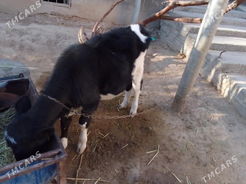 göle - Köşi - img 5