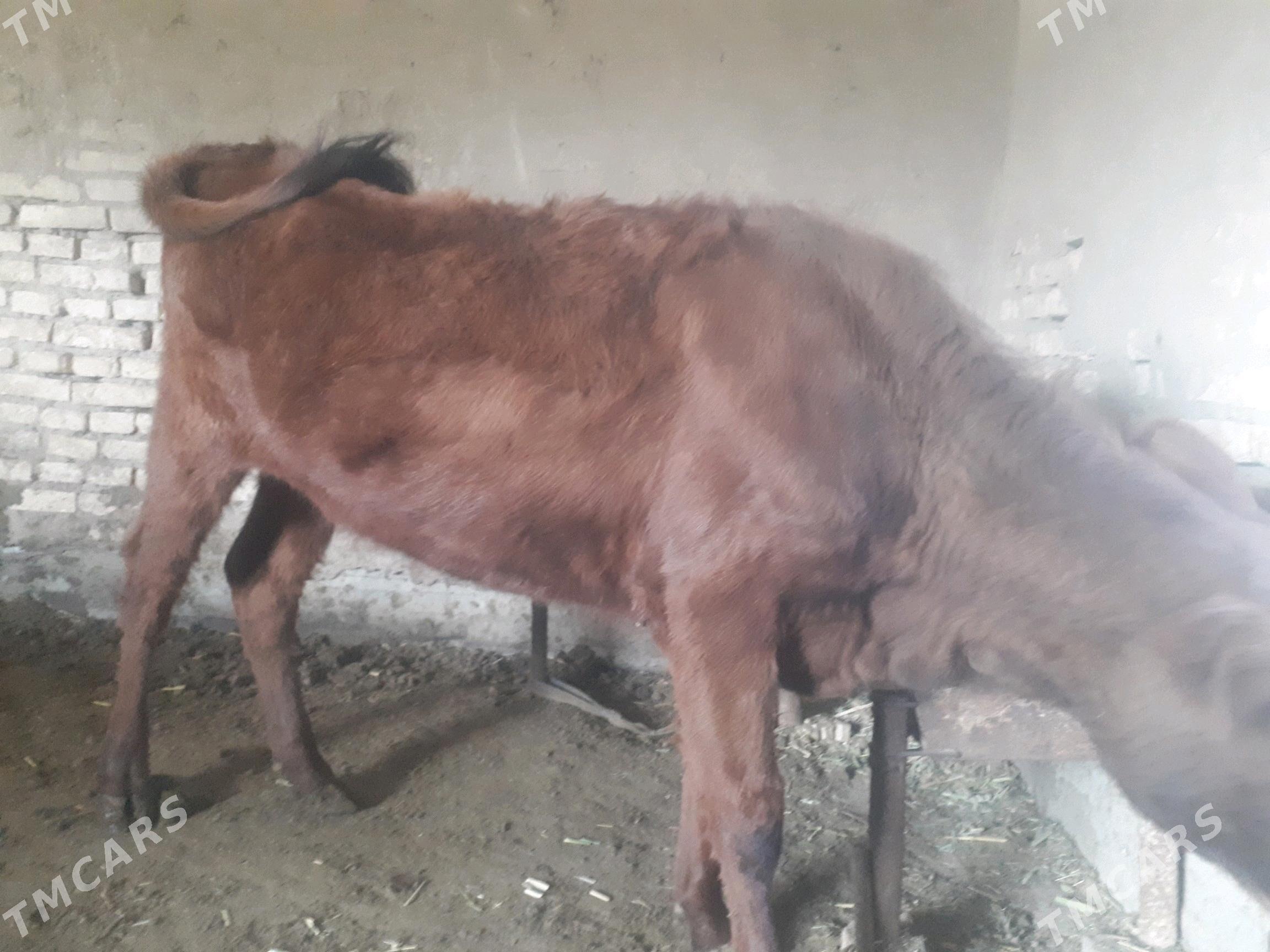 Gulajyn - Wekilbazar - img 3