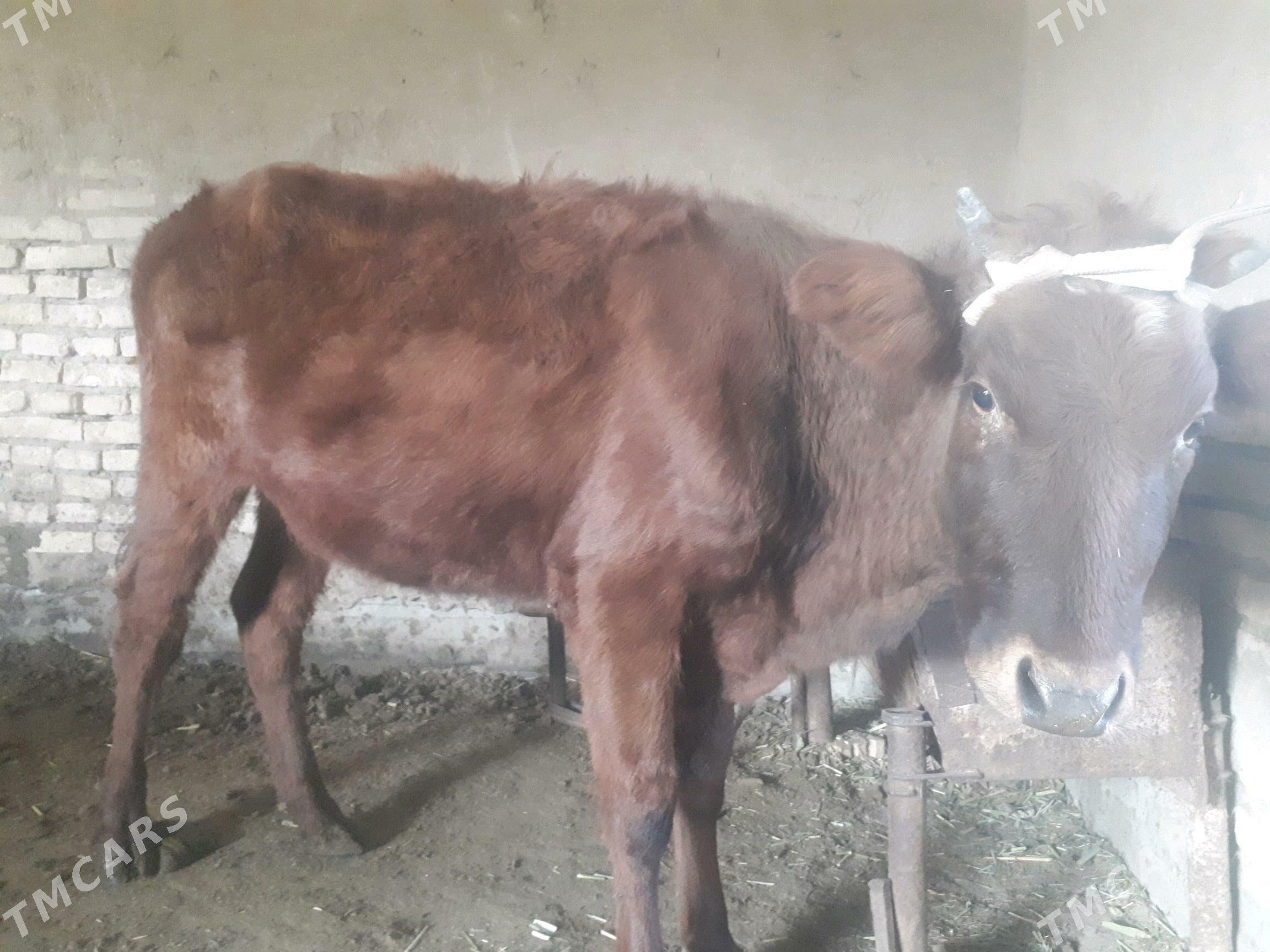 Gulajyn - Wekilbazar - img 2