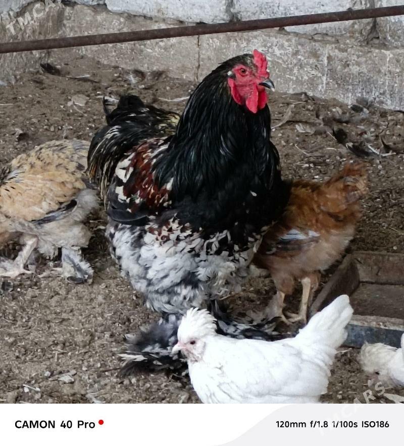 Brama Horoz - Büzmeýin - img 1