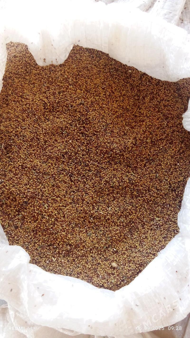 Ÿorunja tohum - Tejen - img 1