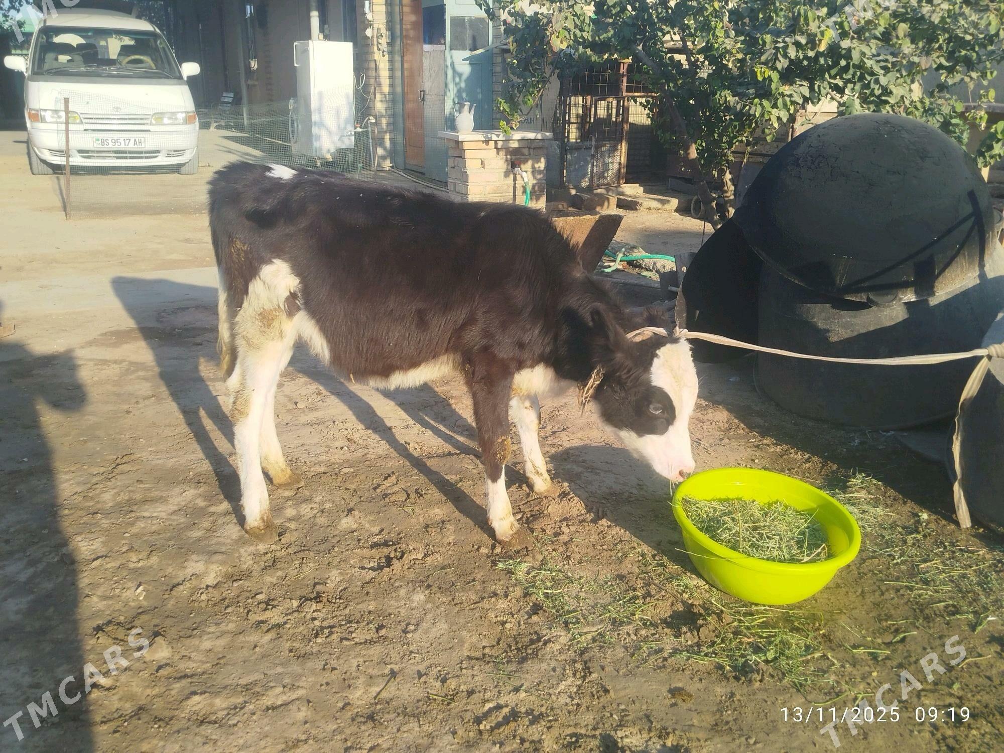 Göleli sygyr - Бахарден - img 5