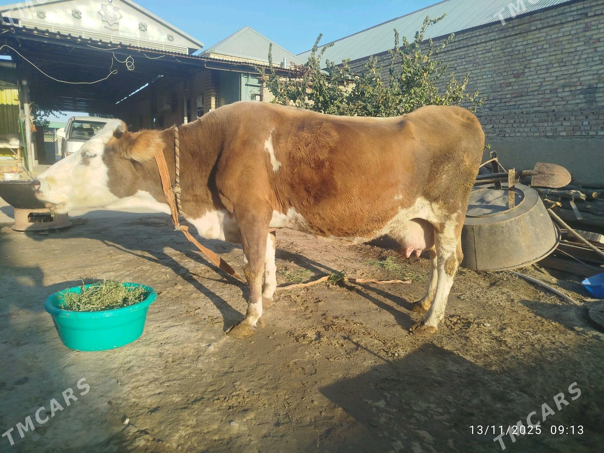 Göleli sygyr - Бахарден - img 1