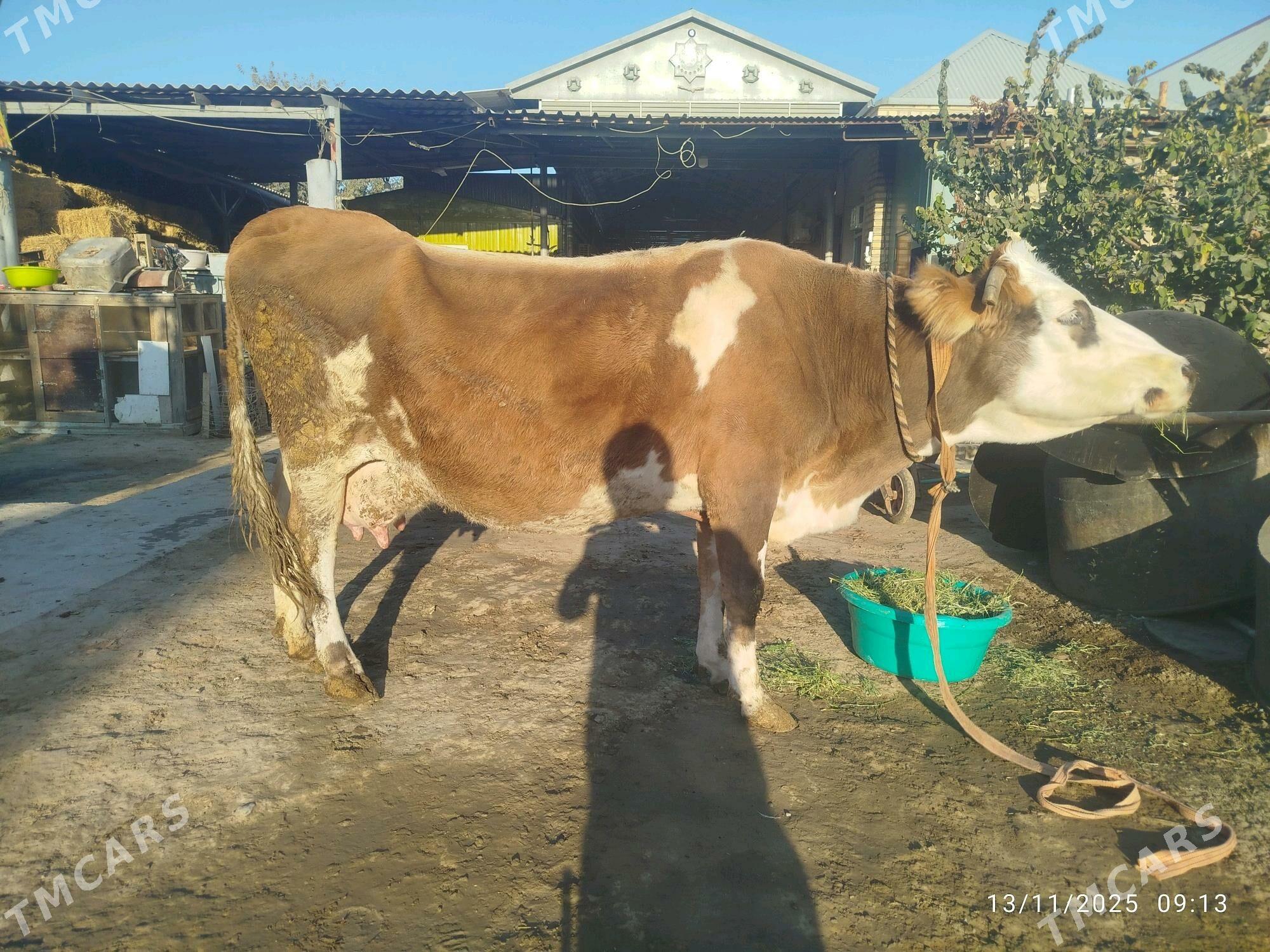 Göleli sygyr - Бахарден - img 2