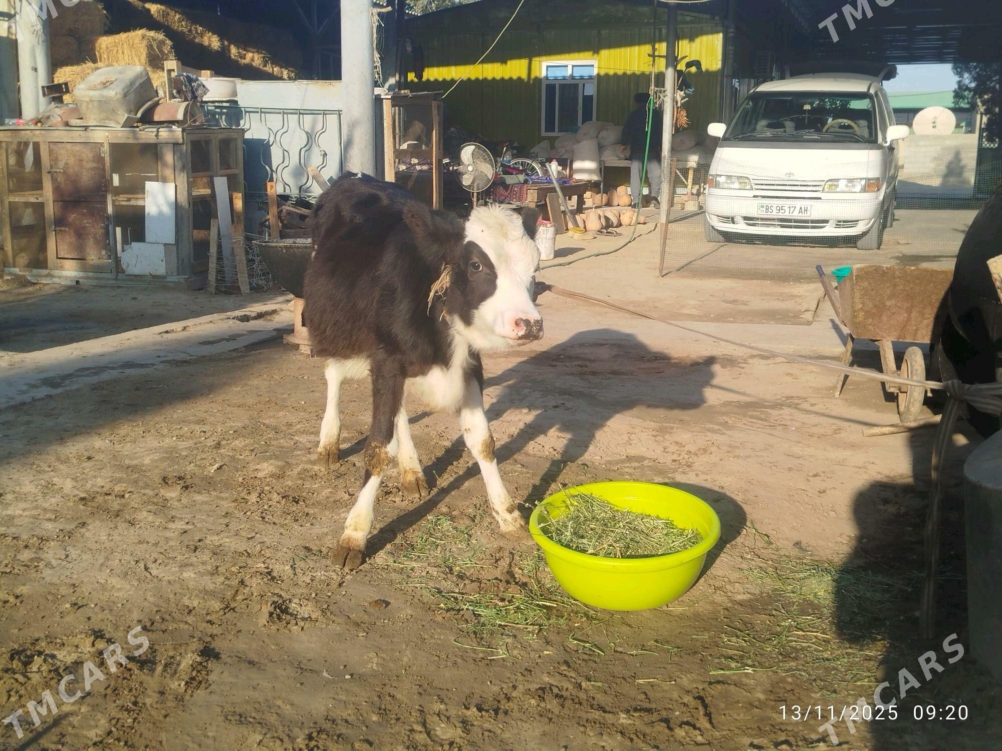 Göleli sygyr - Бахарден - img 6