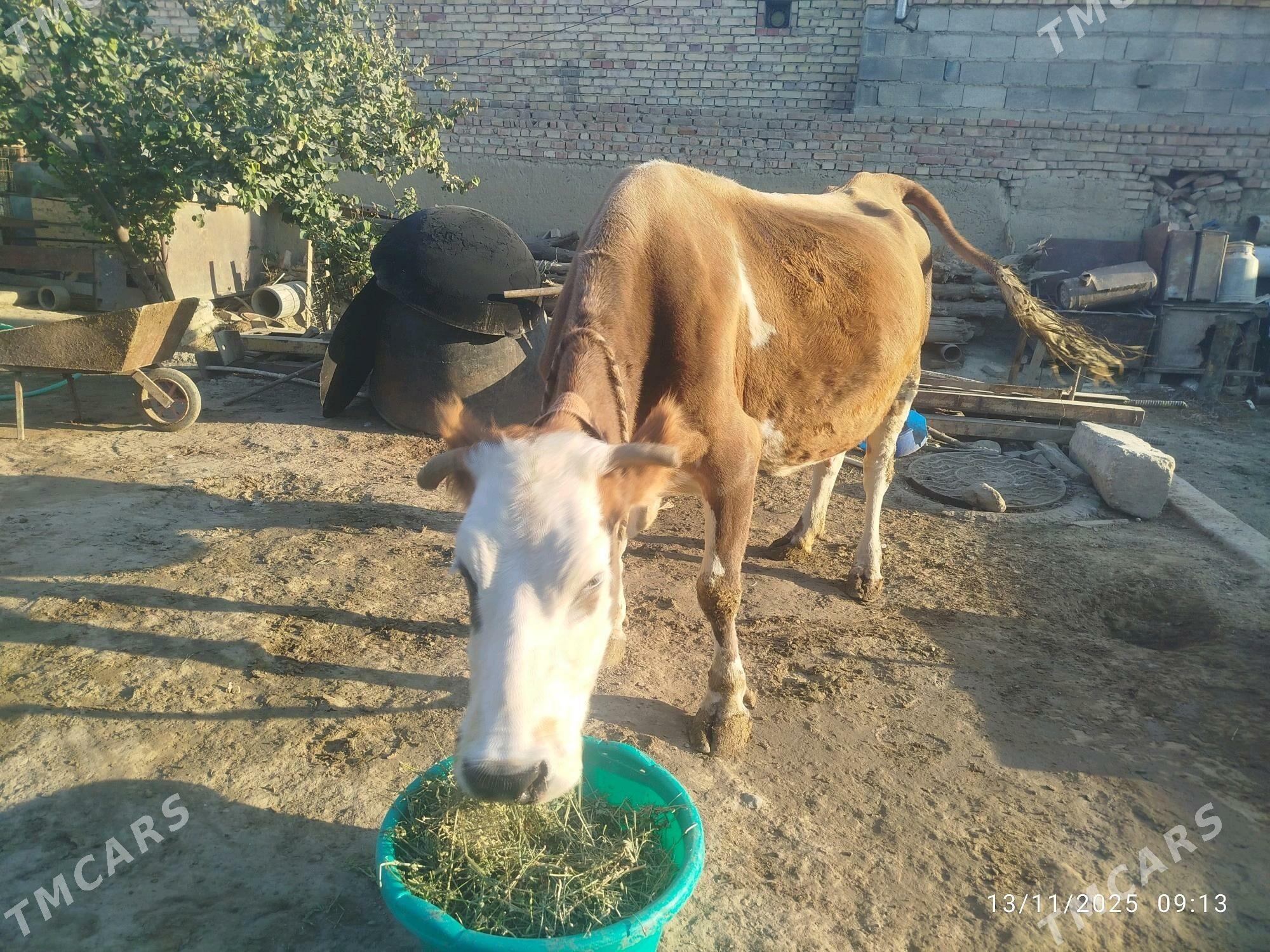 Göleli sygyr - Бахарден - img 3